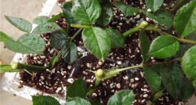 扦插月季芽点为什么发黑 扦插月季花发芽后不久发黑枯死