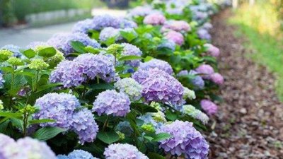 绣球叶子长的非常大就是不开花 只长叶子不开花原因