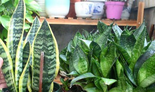 室外喜阴植物有哪些 喜阴的室外植物介绍