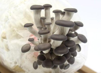 狗狗能吃蘑菇吗 宠物狗狗可以吃蘑菇吗