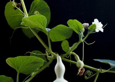 观赏葫芦种植时间和方法 在什么季节种植好