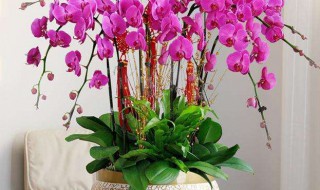 沈阳适合养什么花卉盆栽 沈阳适合养哪些花卉盆栽