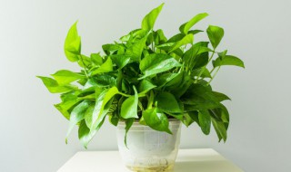 室内净化空气的植物有哪些 室内有哪些净化空气的植物