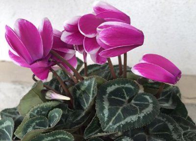 春节养什么花好看又好养 春节期间室内适合养什么花