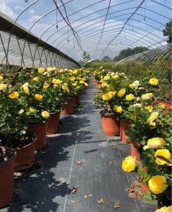 爬藤月季板结不换盆怎么办 已经爬藤的藤本月季怎么换盆