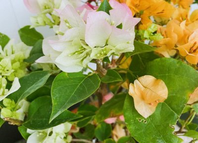 三角梅打芽控水有哪些技巧 三角梅出花芽后还要控水吗?