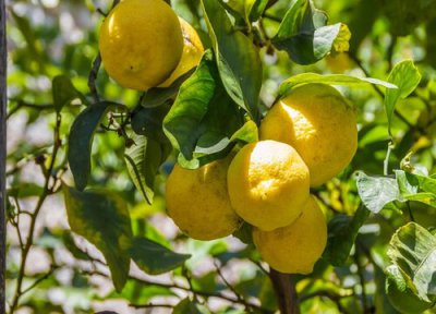 春季柠檬树长芽后如何修剪