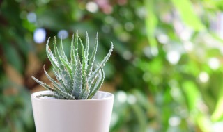 做生意放什么植物招财 做生意放哪些植物招财