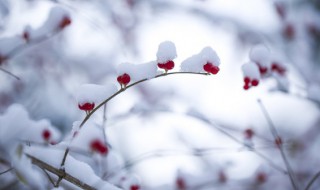 立冬降温下雪的文案短句 立冬节气下雪的文案