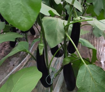 茄子需要施什么肥最好 茄子喜欢什么肥料结果多产量高