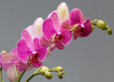 兰花开放季节 兰花开在什么季节