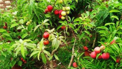 杏树可以嫁接李子树吗 杏树嫁接时间和方法及嫁接后管理