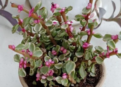 金枝玉叶怎么浇水? 如何正确给金枝玉叶浇水