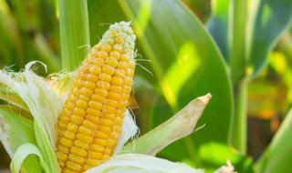 在自己家种植 在家种地种植方法