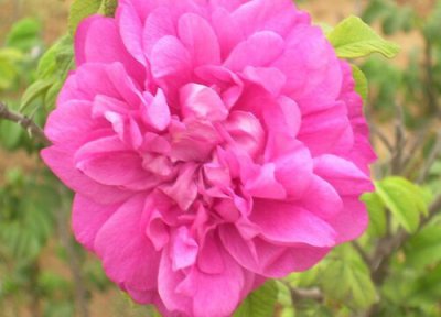 玫瑰花可食用 食用玫瑰品种及图片能吃的玫瑰花有哪几种