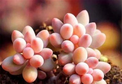 桃美人的养殖方法和注意事项 桃美人这么养颜色粉嫩叶子胖