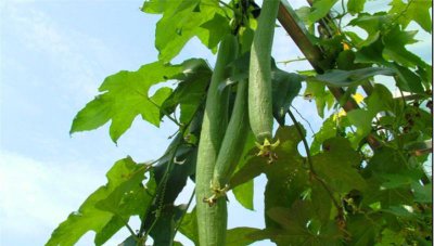 丝瓜光开花不结果叶子多什么原因 要怎样整理才会结果