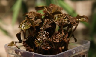 金线莲新鲜的煮水煮多久 金线莲新鲜的煮水煮几分钟