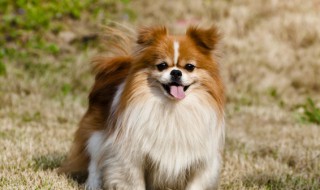 什么属相的人养狗不好 不适合养狗的属相有哪些