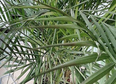 散尾葵的养殖方法和浇水注意事项 散尾葵怎么养更旺盛