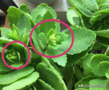 长寿花打骨朵了怎么养护 打花苞的长寿花如何浇水与施肥