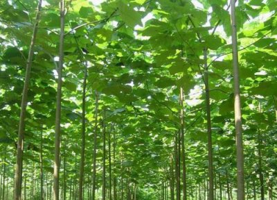 桐木是什么树种 属于泡桐或毛泡桐的木材