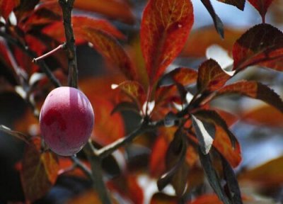 红叶李产地 红叶李什么时候成熟