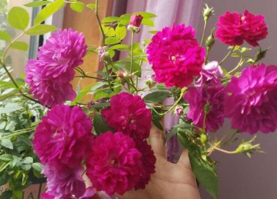 哪种月季好养活开花多又香 月季哪个品种带香味花期长