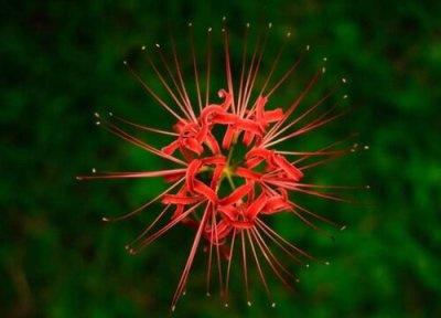 代表不再爱的花 什么花代表不再爱一个人了?