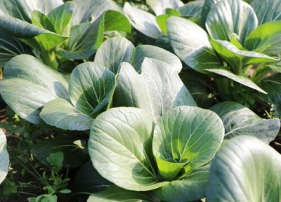 青菜多久成熟 生长期一般要多少天