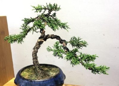 柏树代表什么象征意义 门前柏树有什么寓意