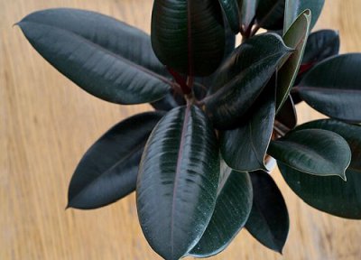 橡皮树如何安全过冬 怎么养来年还会开花