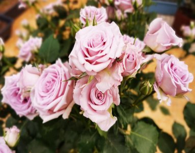 灌木海洋之歌月季优缺点介绍 海洋之歌月季适合盆栽吗