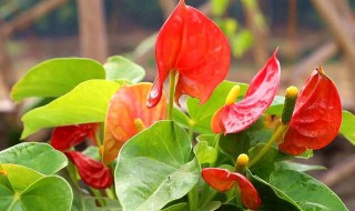 红掌冬天怎么养护 红掌冬天如何养护