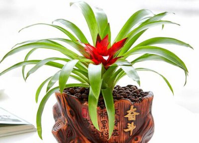 鸿运当头扦插时间 鸿运当头怎样扦插繁殖