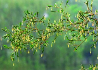 竹子开花预兆 竹子开花什么预兆