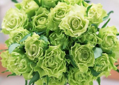 绿玫瑰的花语是什么意思 代表的真正花语