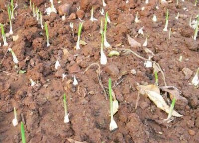 大蒜用什么土栽培 大蒜适合什么土壤种植