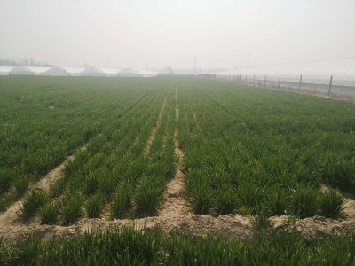 尿素追肥可以撒施在小麦上吗 小麦追肥后要浇水吗