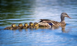 遂川板鸭的做法 遂川板鸭的制作方法