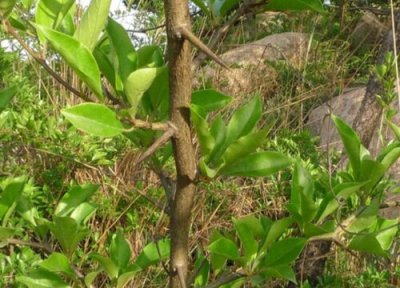 柘树是什么树 长什么样子