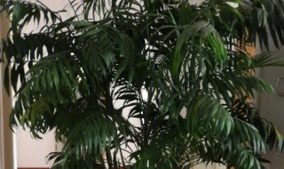 散尾葵可以放卧室吗 散尾葵能不能放卧室养护