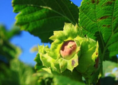 榛子什么时候采摘最好 收获季节在什么时候