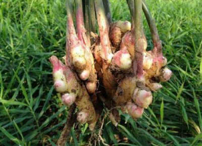 生姜从选种到播种的方法和步骤 生姜栽培时间和技术