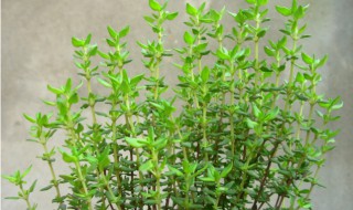 中药在家怎么种植 中药在家如何种植