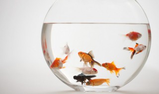 鱼缸在办公室哪里招财 鱼缸在办公室什么地方可以招财