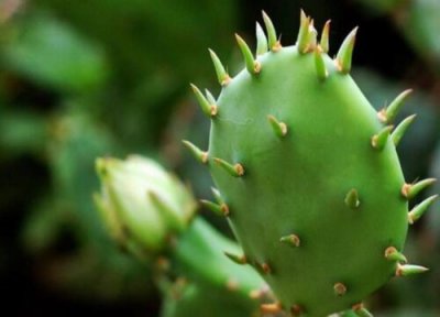 仙人掌叶子厚度 仙人掌怎么养叶片肥厚宽大