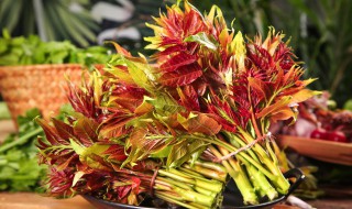 椿树适合什么季节播种 香椿树适合在什么时候种植