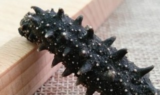 怎么泡海参 泡海参做法