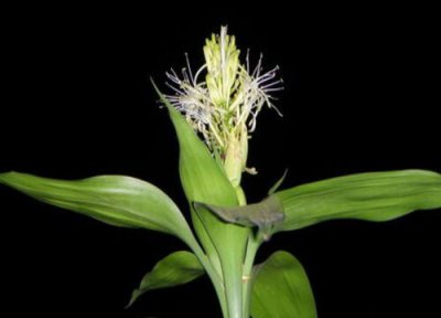 富贵竹怎么养护越养越旺盛 富贵竹怎么养才能更旺盛春天